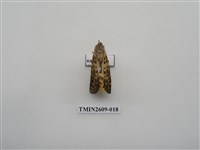 藏品(尺蛾124)的圖片